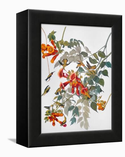 Audubon: Hummingbird-John James Audubon-Framed Premier Image Canvas