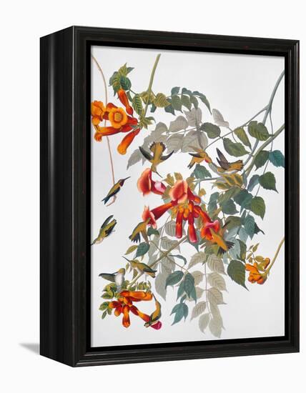 Audubon: Hummingbird-John James Audubon-Framed Premier Image Canvas