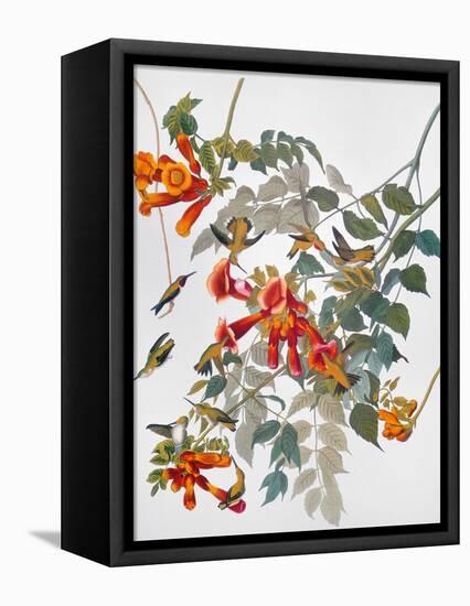 Audubon: Hummingbird-John James Audubon-Framed Premier Image Canvas