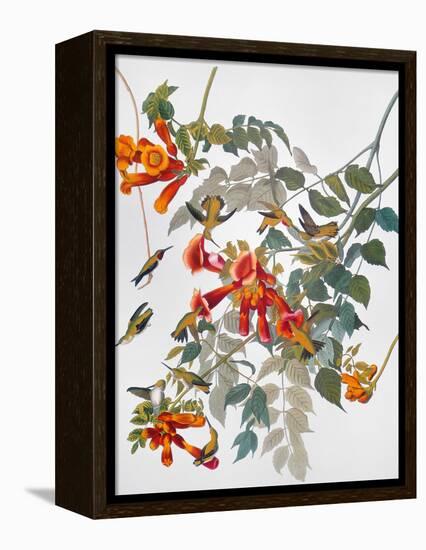 Audubon: Hummingbird-John James Audubon-Framed Premier Image Canvas