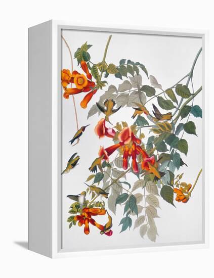 Audubon: Hummingbird-John James Audubon-Framed Premier Image Canvas