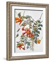 Audubon: Hummingbird-John James Audubon-Framed Giclee Print