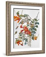 Audubon: Hummingbird-John James Audubon-Framed Giclee Print
