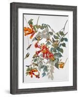 Audubon: Hummingbird-John James Audubon-Framed Giclee Print
