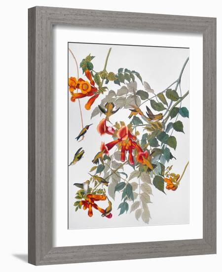 Audubon: Hummingbird-John James Audubon-Framed Giclee Print