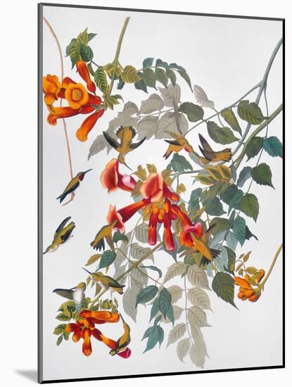 Audubon: Hummingbird-John James Audubon-Mounted Giclee Print