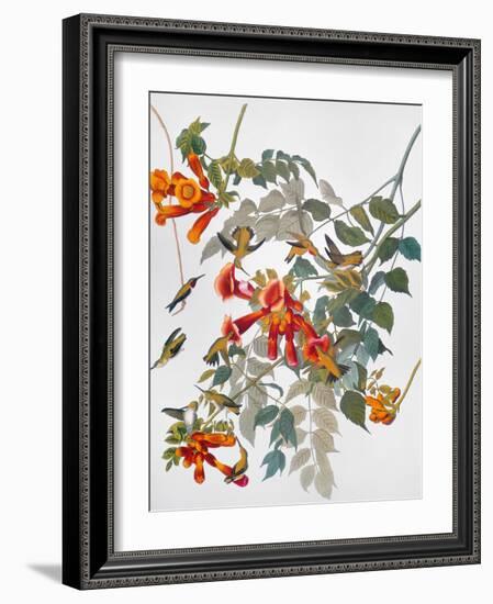 Audubon: Hummingbird-John James Audubon-Framed Giclee Print