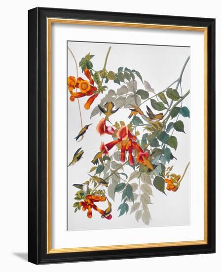 Audubon: Hummingbird-John James Audubon-Framed Giclee Print