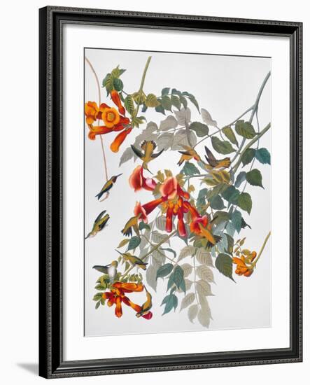 Audubon: Hummingbird-John James Audubon-Framed Giclee Print