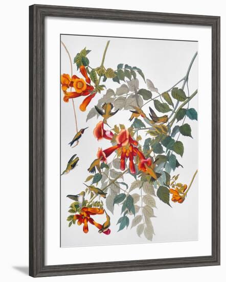 Audubon: Hummingbird-John James Audubon-Framed Giclee Print