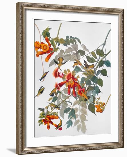 Audubon: Hummingbird-John James Audubon-Framed Giclee Print