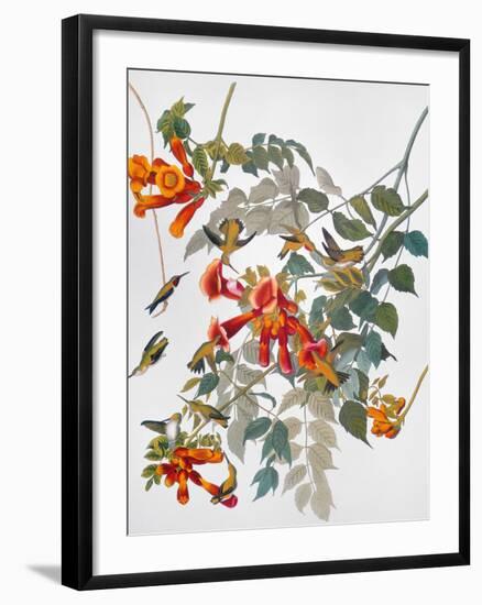 Audubon: Hummingbird-John James Audubon-Framed Giclee Print