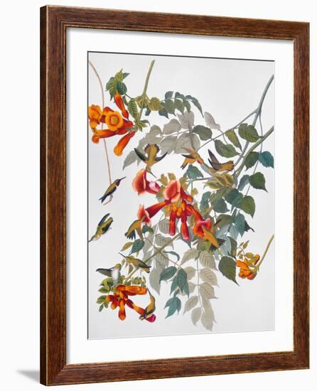 Audubon: Hummingbird-John James Audubon-Framed Giclee Print