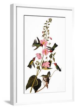 Audubon: Hummingbird-John James Audubon-Framed Giclee Print