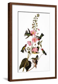 Audubon: Hummingbird-John James Audubon-Framed Giclee Print