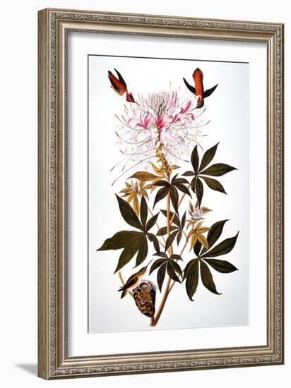 Audubon: Hummingbird-John James Audubon-Framed Giclee Print