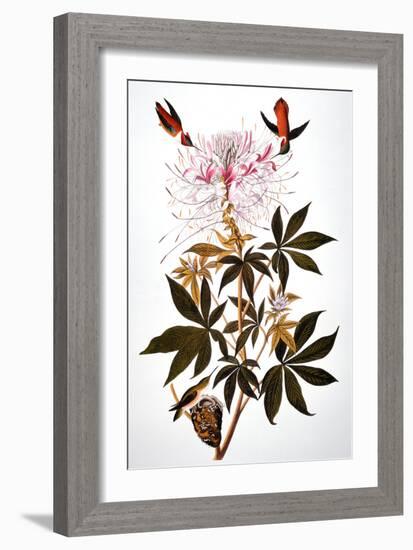 Audubon: Hummingbird-John James Audubon-Framed Giclee Print