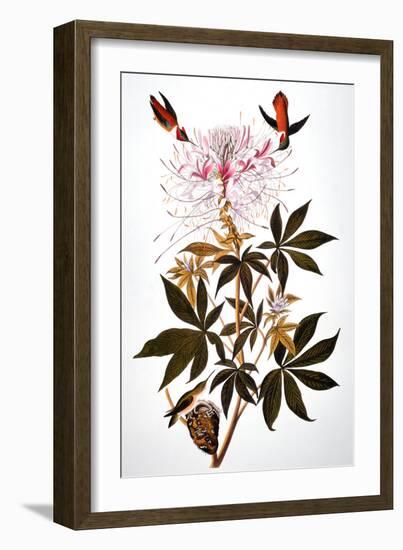 Audubon: Hummingbird-John James Audubon-Framed Giclee Print