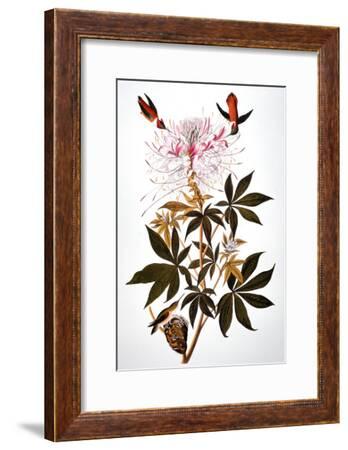 audubon hummingbird highland