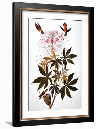 Audubon: Hummingbird-John James Audubon-Framed Giclee Print