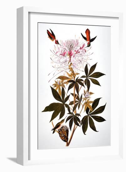 Audubon: Hummingbird-John James Audubon-Framed Giclee Print