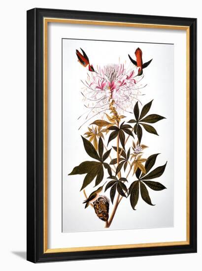 Audubon: Hummingbird-John James Audubon-Framed Giclee Print