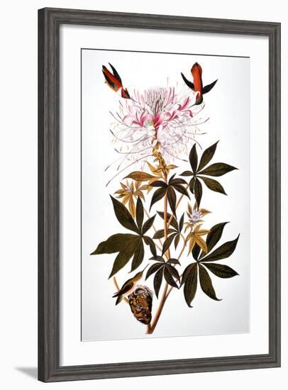 Audubon: Hummingbird-John James Audubon-Framed Giclee Print