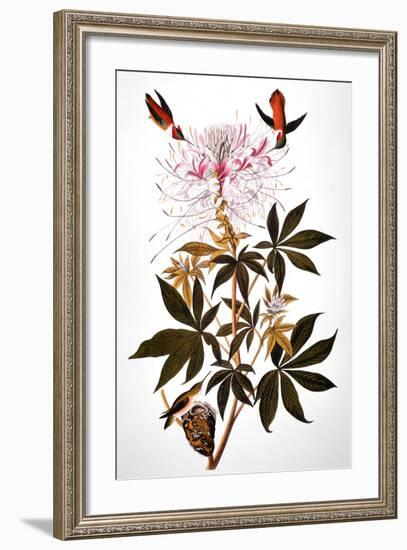 Audubon: Hummingbird-John James Audubon-Framed Giclee Print