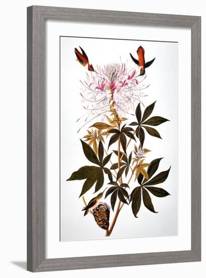 Audubon: Hummingbird-John James Audubon-Framed Giclee Print