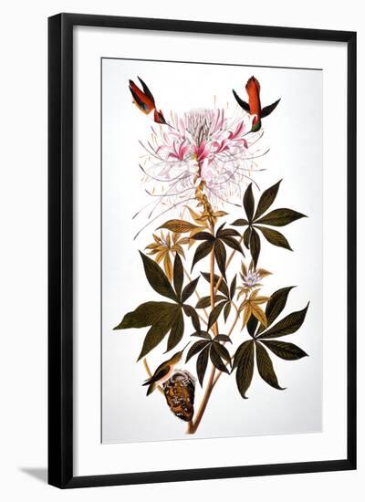 Audubon: Hummingbird-John James Audubon-Framed Giclee Print