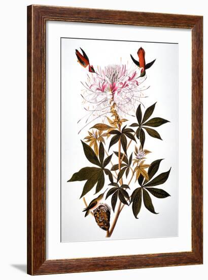 Audubon: Hummingbird-John James Audubon-Framed Giclee Print