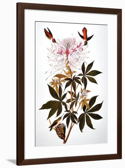 Audubon: Hummingbird-John James Audubon-Framed Giclee Print