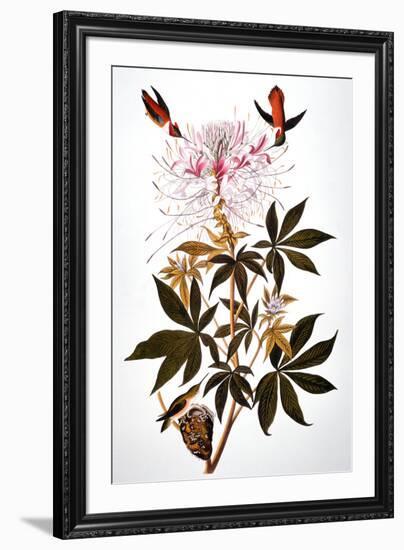 Audubon: Hummingbird-John James Audubon-Framed Giclee Print