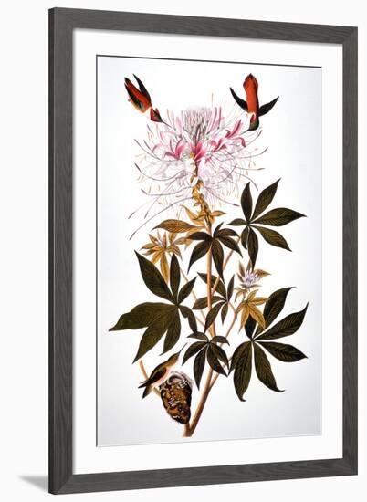 Audubon: Hummingbird-John James Audubon-Framed Giclee Print