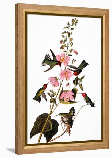 Audubon: Hummingbird-John James Audubon-Framed Premier Image Canvas