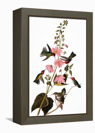 Audubon: Hummingbird-John James Audubon-Framed Premier Image Canvas