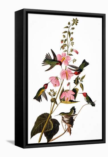 Audubon: Hummingbird-John James Audubon-Framed Premier Image Canvas