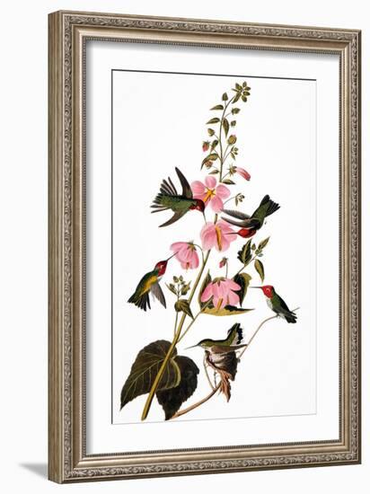 Audubon: Hummingbird-John James Audubon-Framed Giclee Print