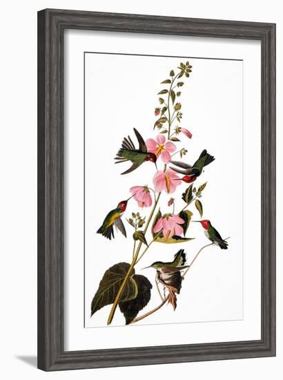 Audubon: Hummingbird-John James Audubon-Framed Giclee Print