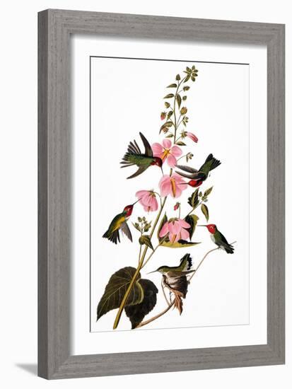 Audubon: Hummingbird-John James Audubon-Framed Giclee Print