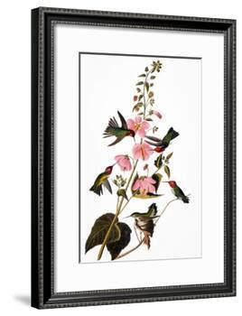 Audubon: Hummingbird-John James Audubon-Framed Giclee Print