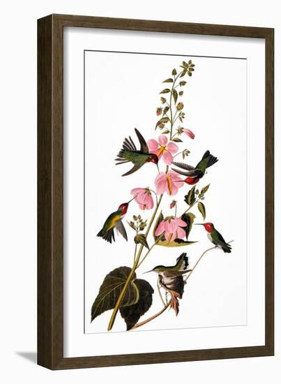 Audubon: Hummingbird-John James Audubon-Framed Giclee Print