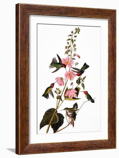 Audubon: Hummingbird-John James Audubon-Framed Giclee Print