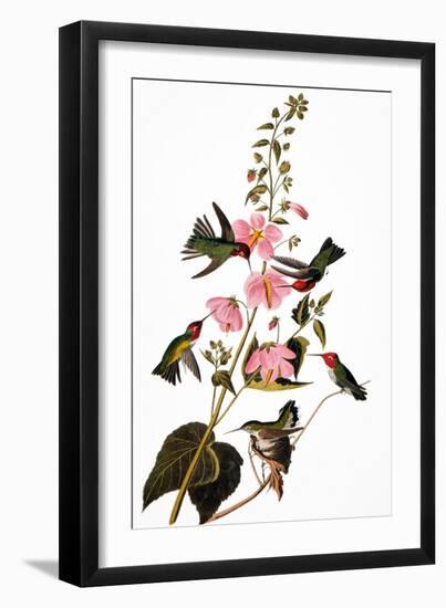 Audubon: Hummingbird-John James Audubon-Framed Giclee Print