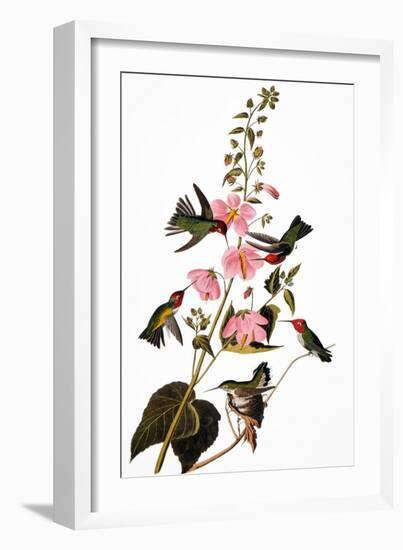 Audubon: Hummingbird-John James Audubon-Framed Giclee Print