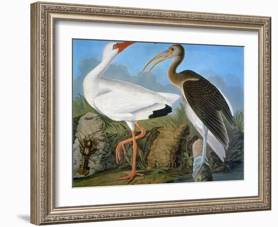 Audubon: Ibis-John James Audubon-Framed Giclee Print