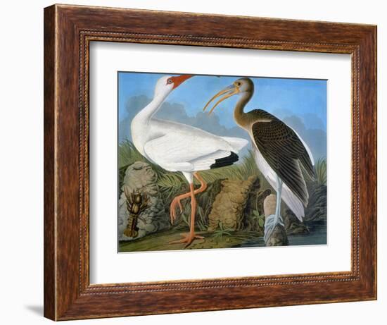 Audubon: Ibis-John James Audubon-Framed Giclee Print