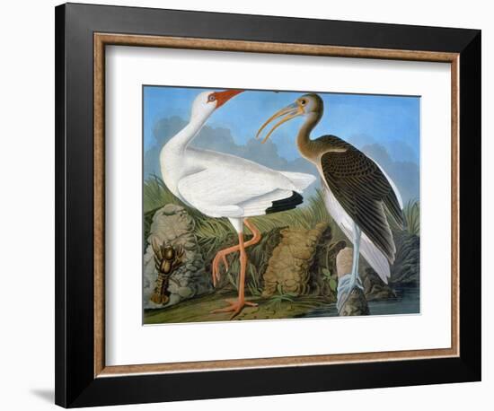 Audubon: Ibis-John James Audubon-Framed Giclee Print