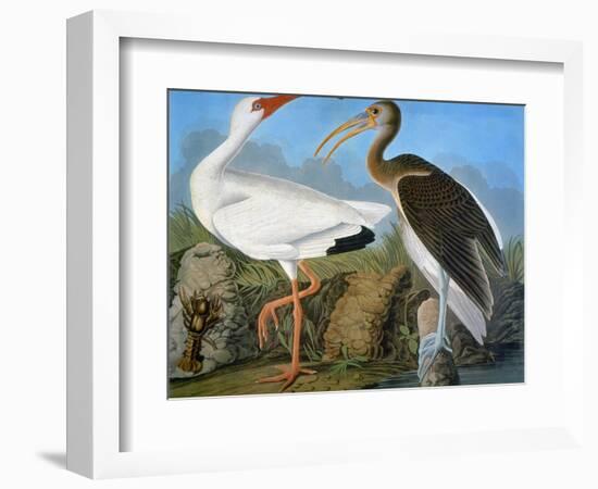 Audubon: Ibis-John James Audubon-Framed Giclee Print