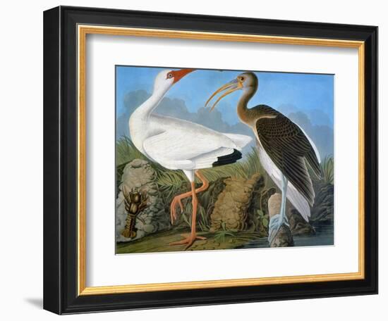 Audubon: Ibis-John James Audubon-Framed Giclee Print